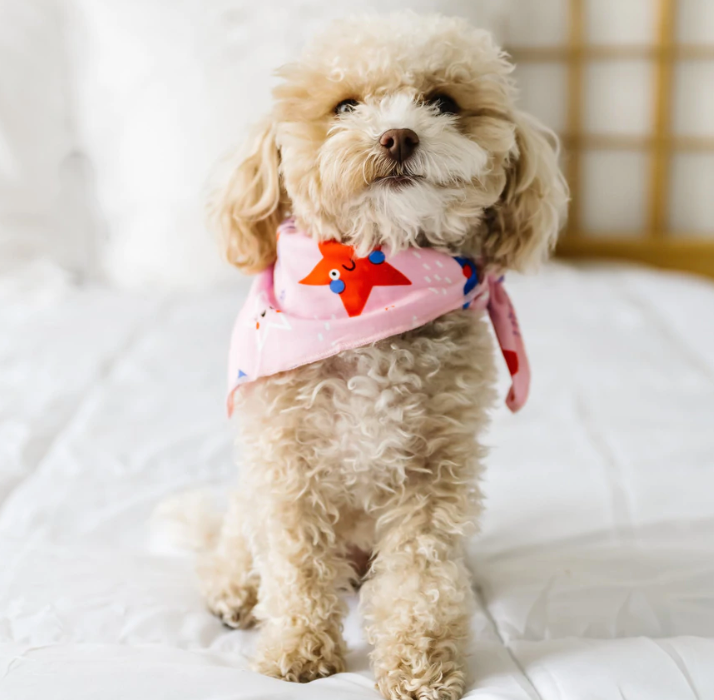 LITTLE SLEEPIES PINK STARS & STRIPES BAMBOO VISCOSE PET BANDANA